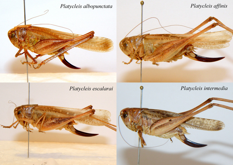 Platycleis intermedia